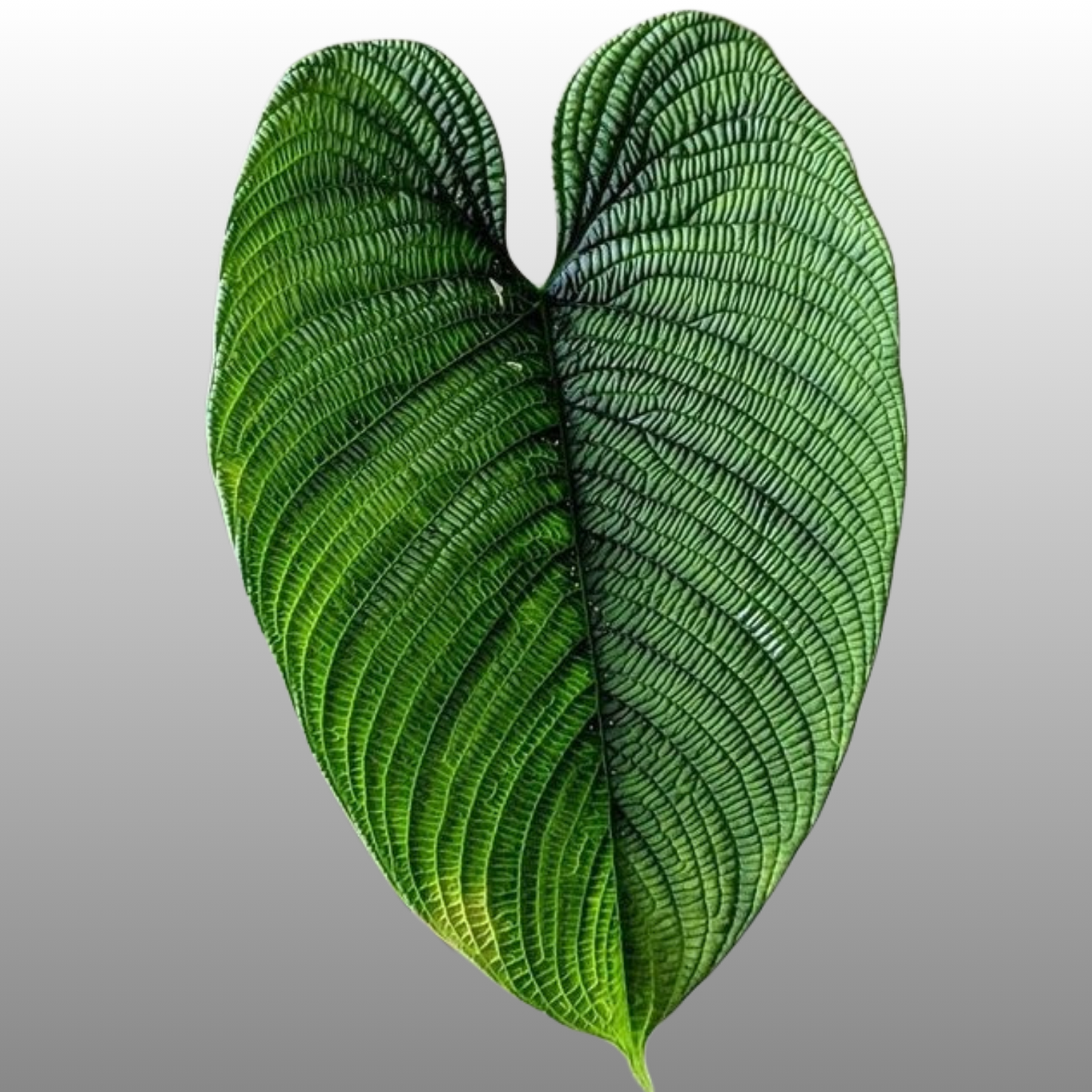 Philodendron Lynnhannoniae