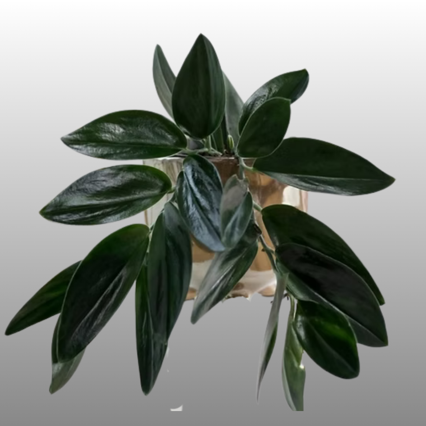 Scindapsus Moonlight Dark Form