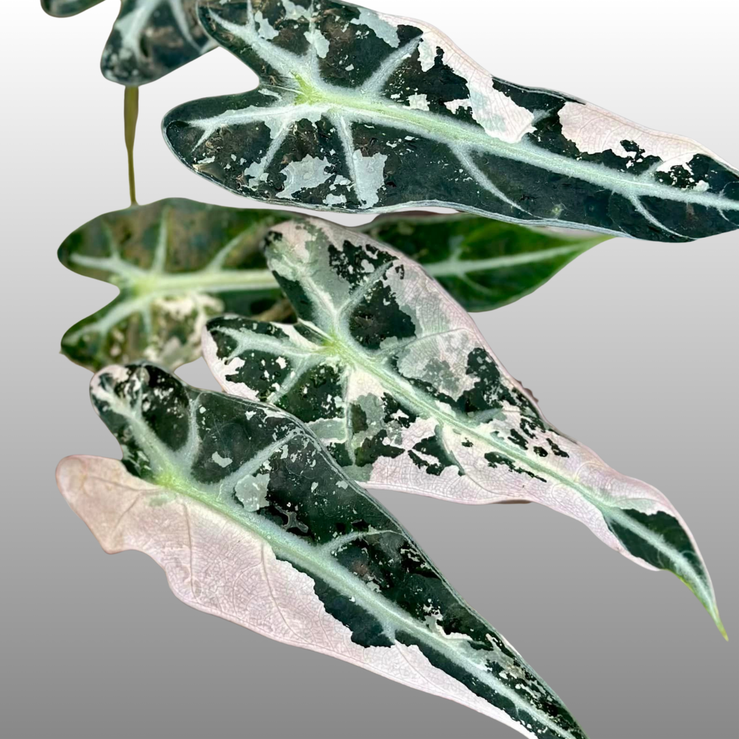 Alocasia Pink Bambino Variegated