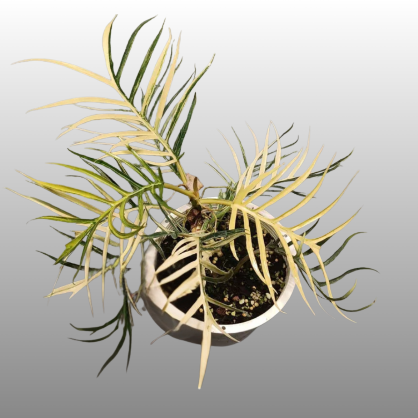 Philodendron Tortum Variegated
