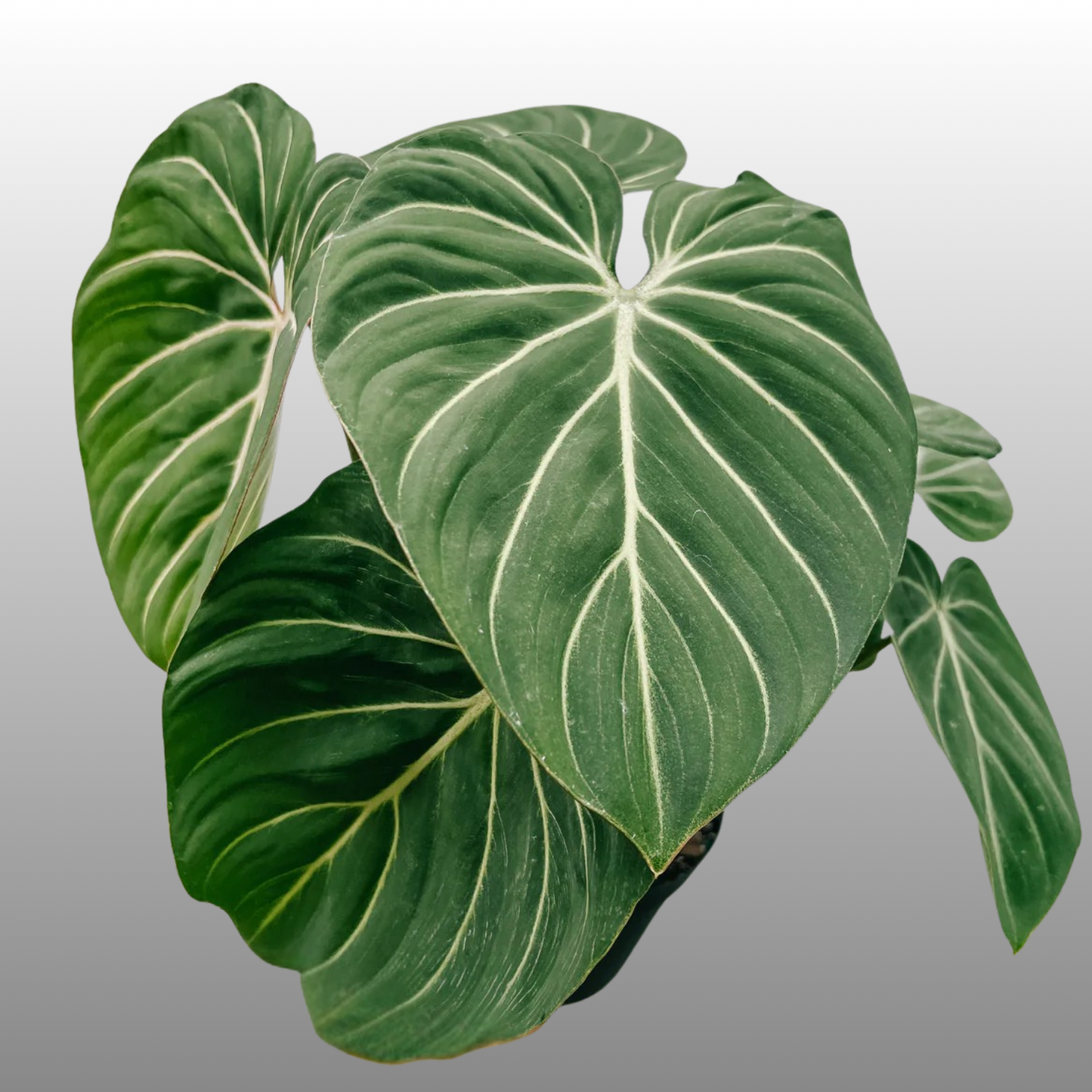 Philodendron Gloriosum White Vein  "Zebra"