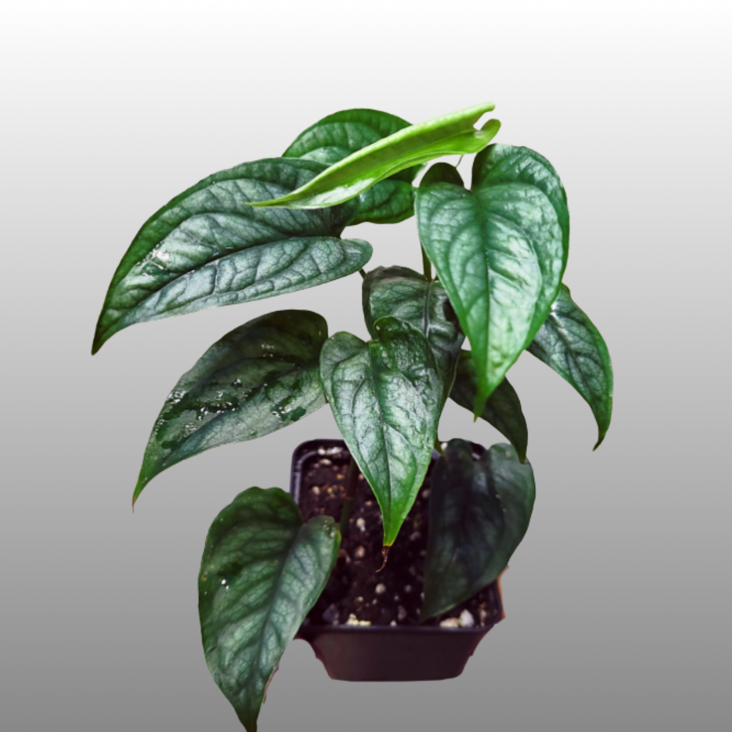 Monstera Siltepecana