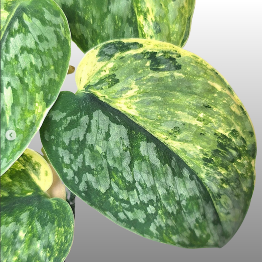 Scindapsus Silver Cloud Variegated