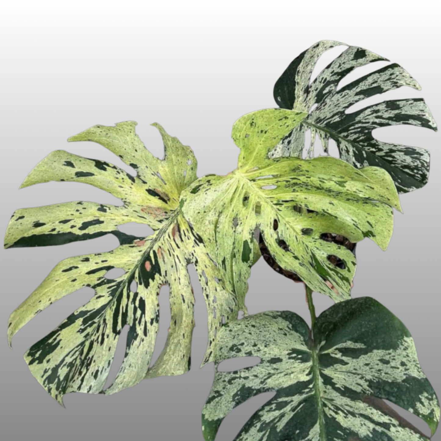 Monstera Deliciosa Vietciosa