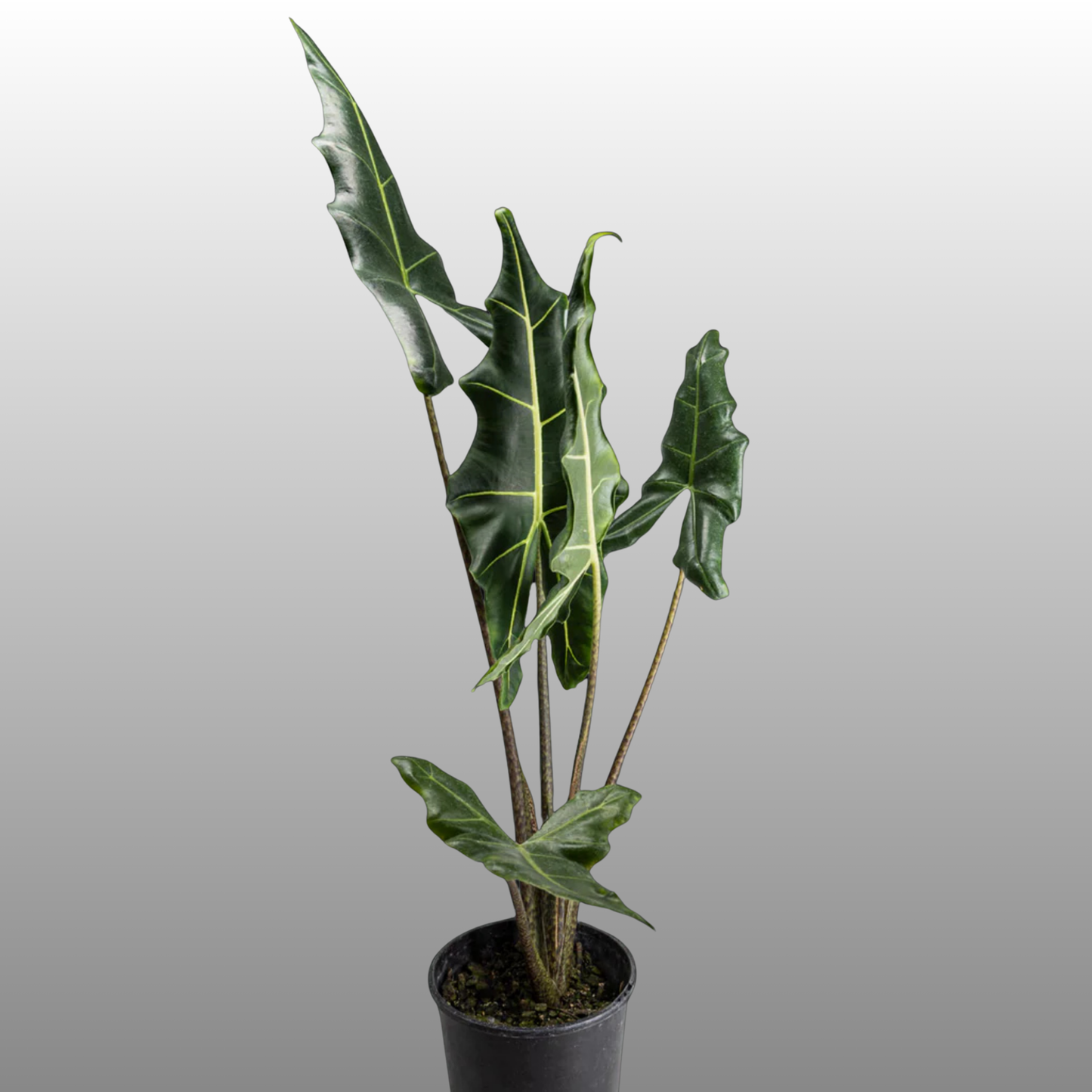 Alocasia Sarian