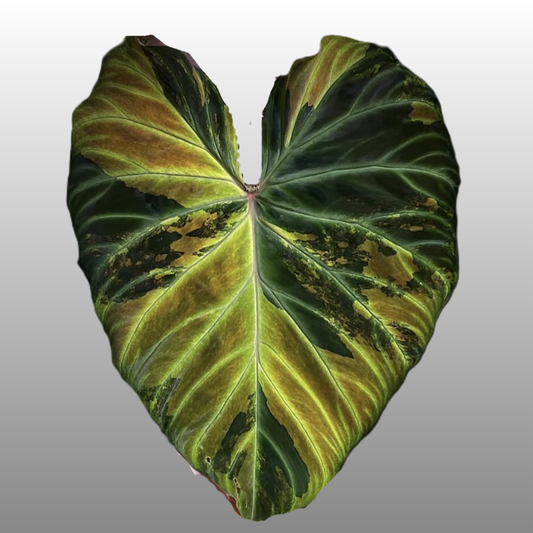 Philodendron Verrucosum Variegated - K