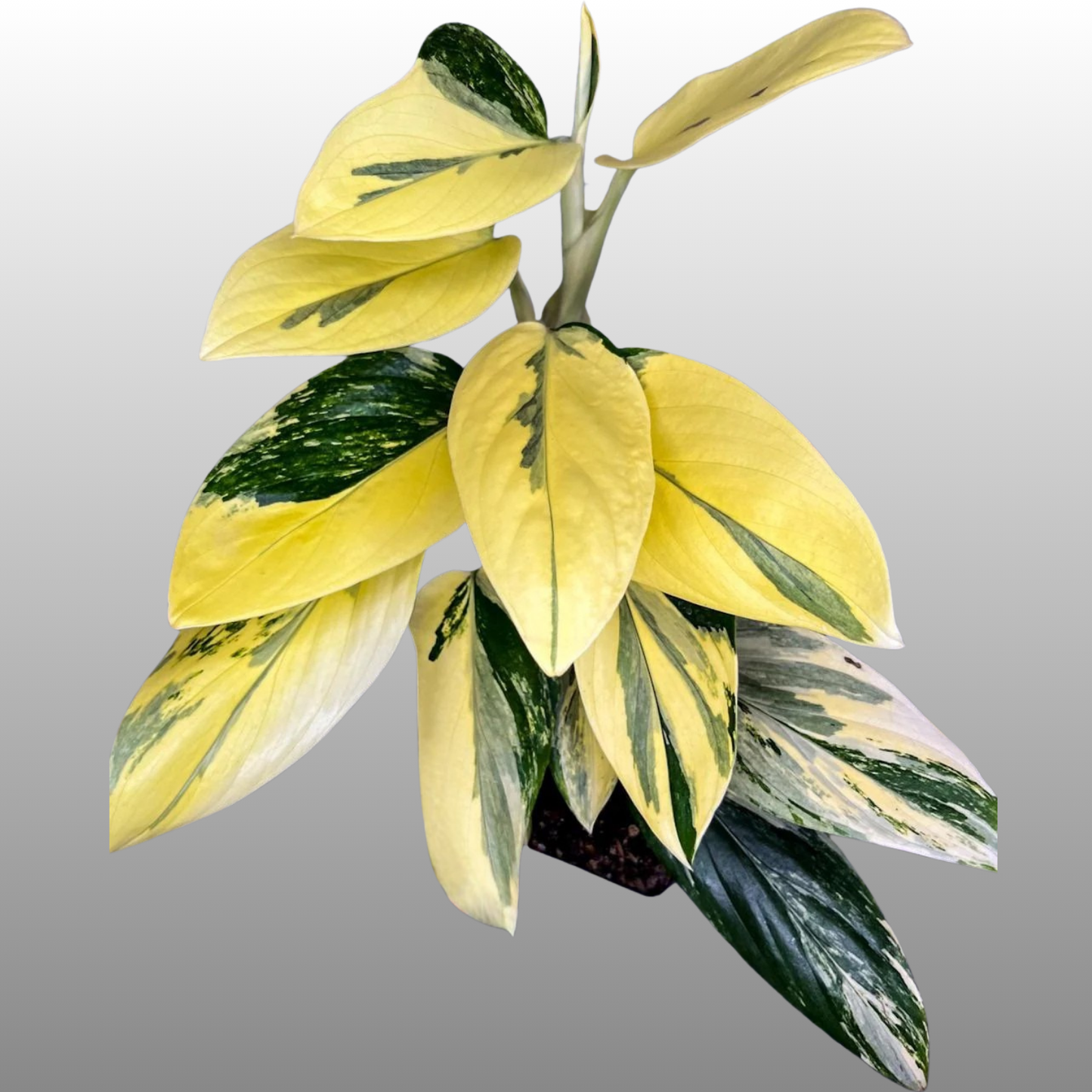 Monstera Standleyana Aurea