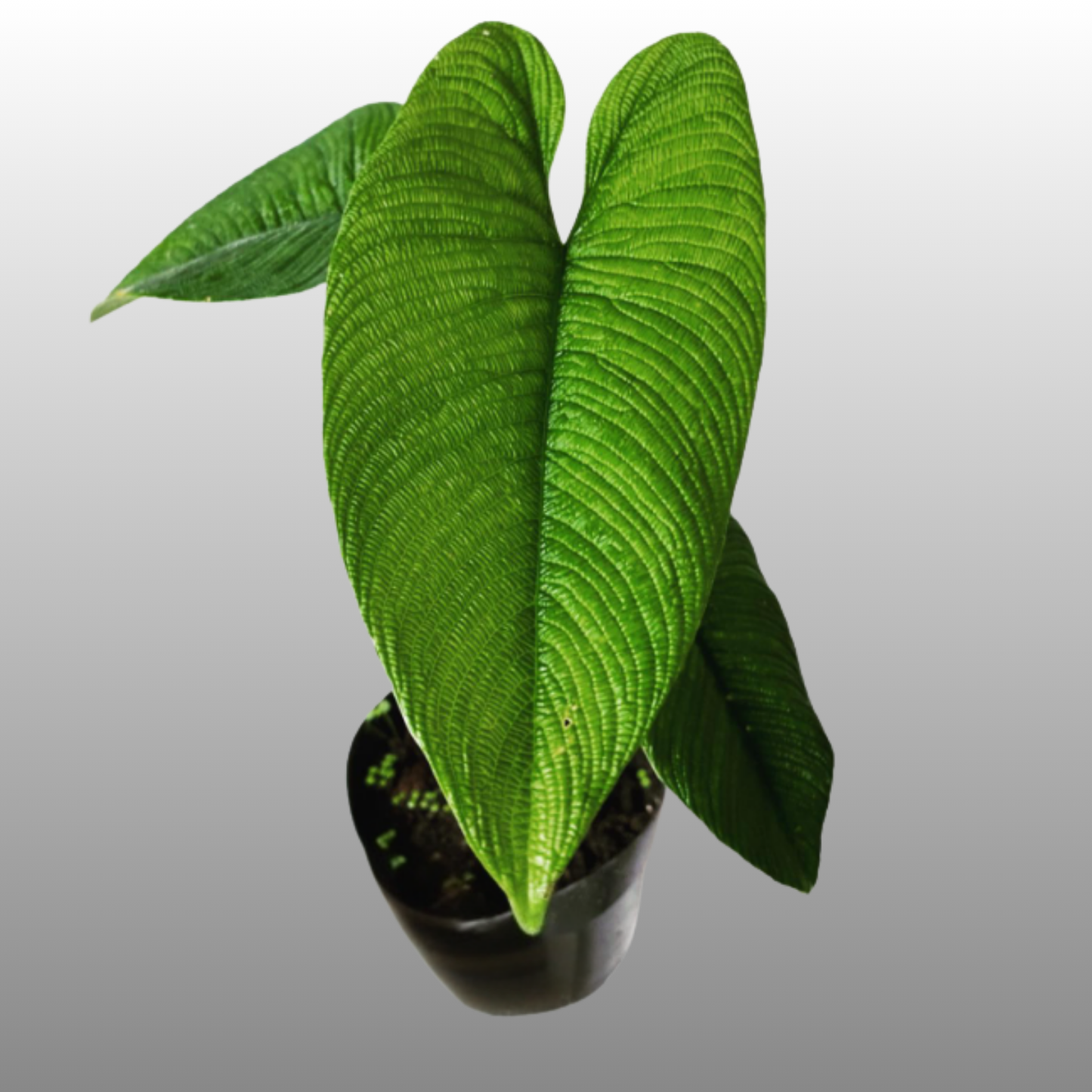 Philodendron Lynnhannoniae