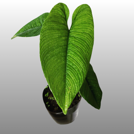 Philodendron Lynnhannoniae