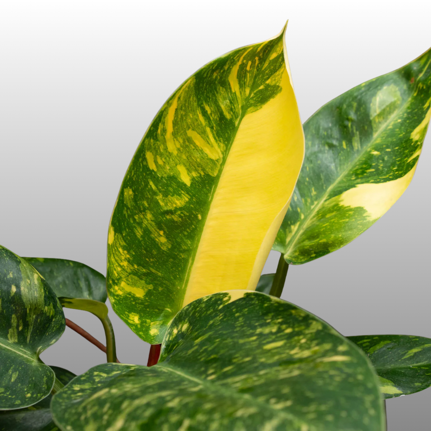 Philodendron Nuclear Congo