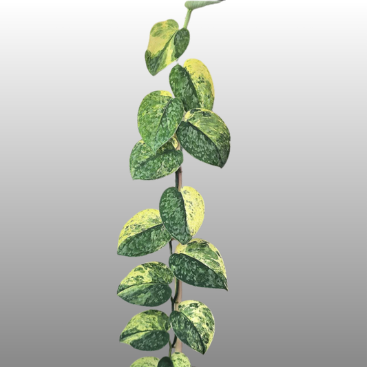 Scindapsus Silver Cloud Variegated