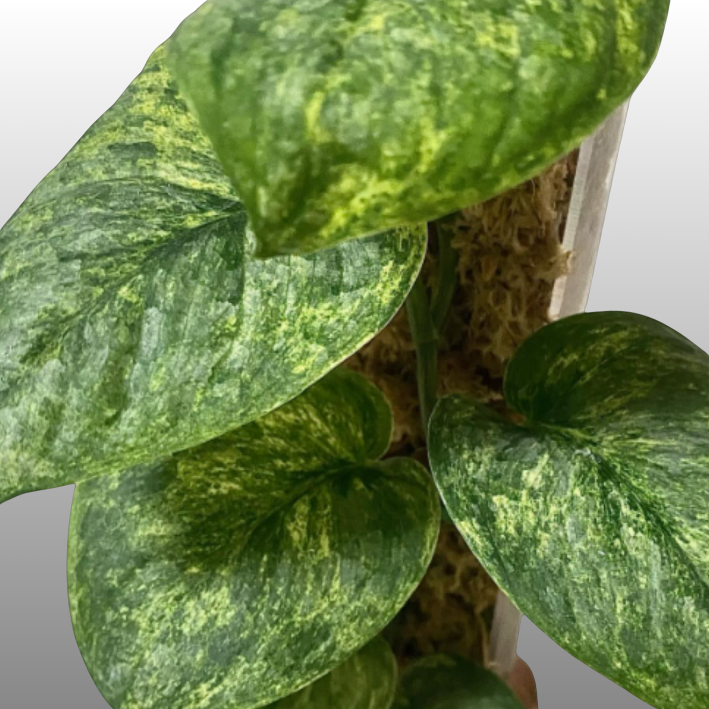 Scindapsus Blue Silver Splash ‘Nagara’ - B