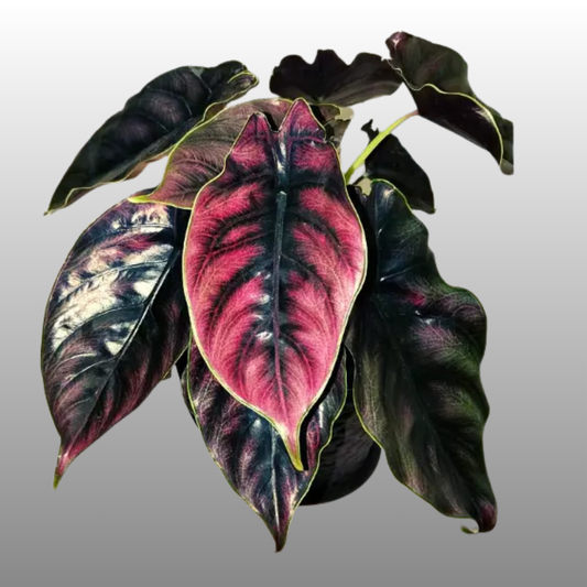 Alocasia Cuprea