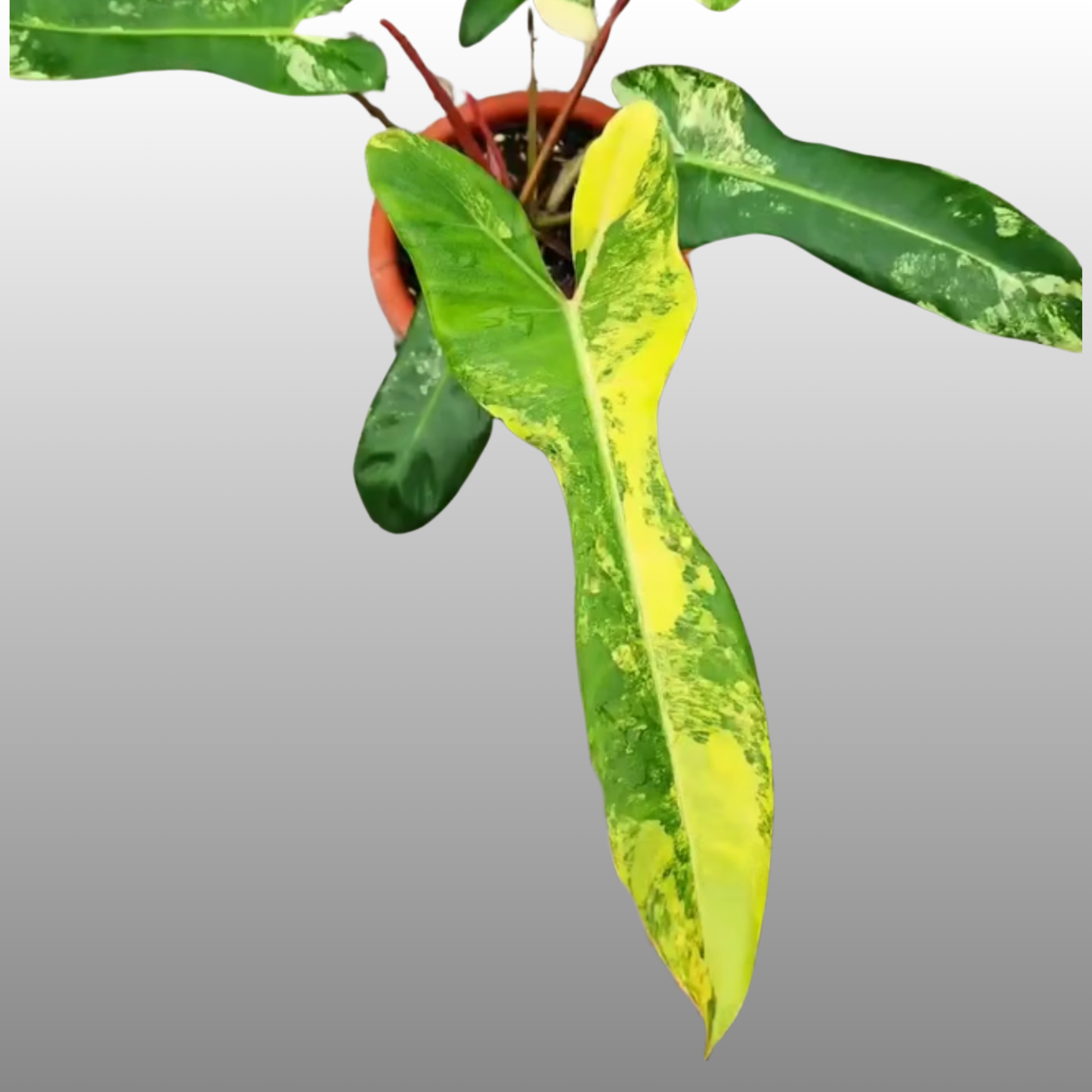 Philodendron Jennifer Variegated