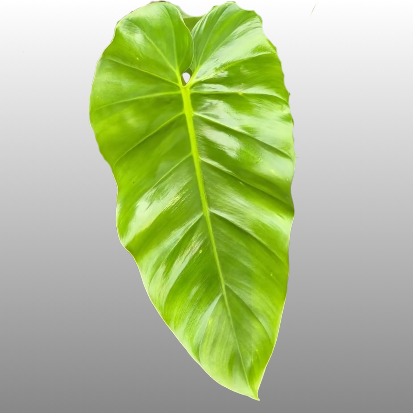Philodendron Giganteum
