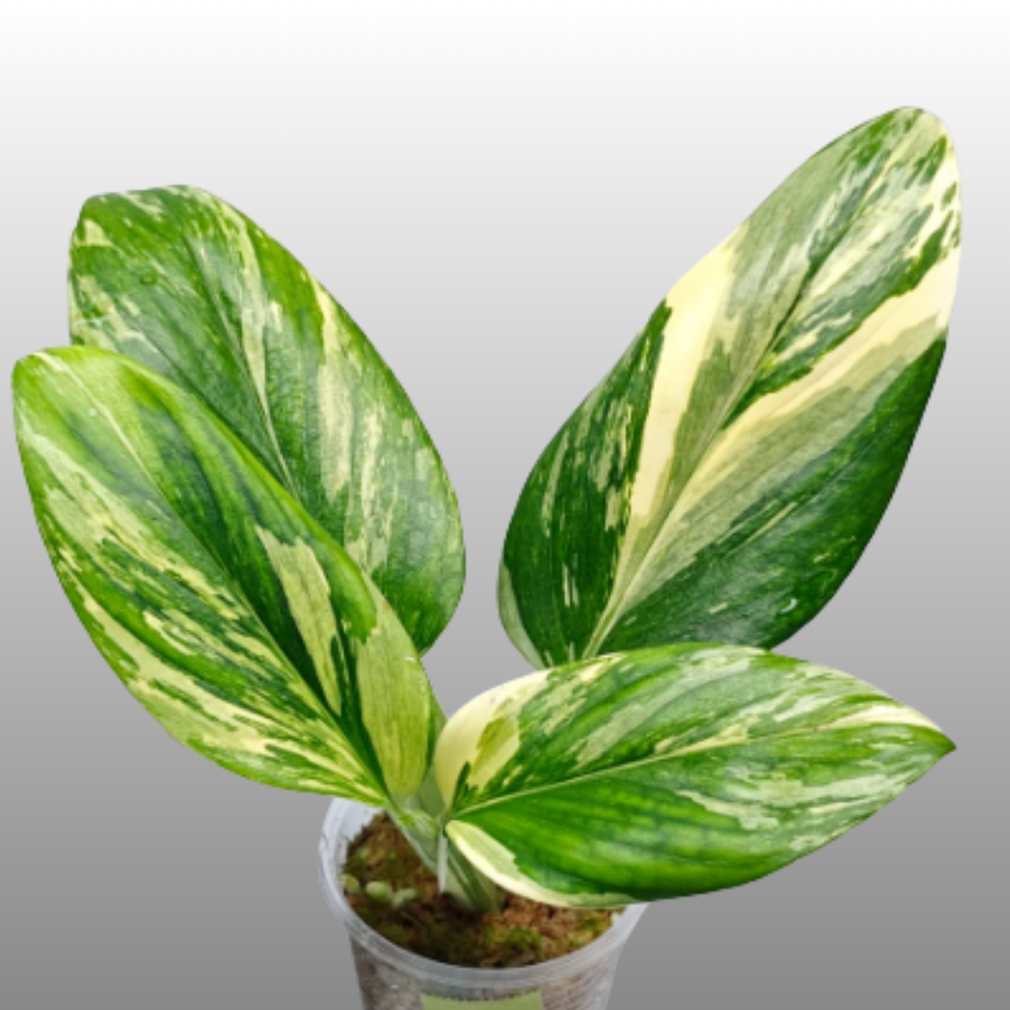 Monstera Standleyana Aurea