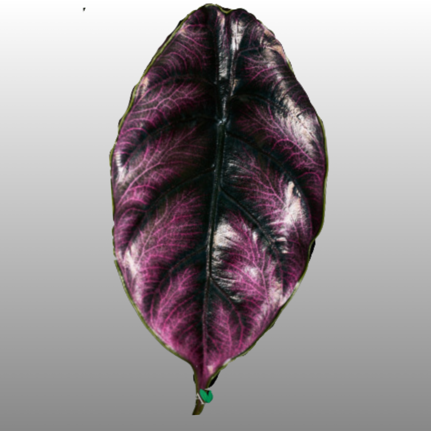Alocasia Azlanii