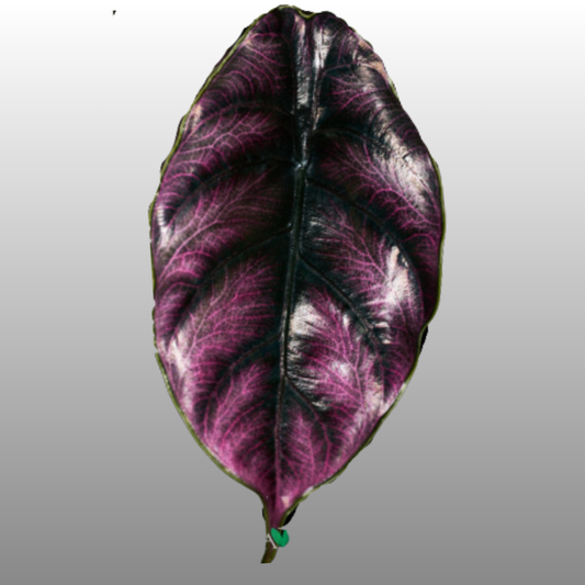 Alocasia Azlanii