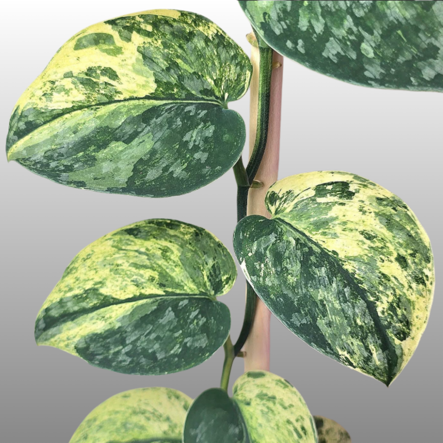 Scindapsus Silver Cloud Variegated