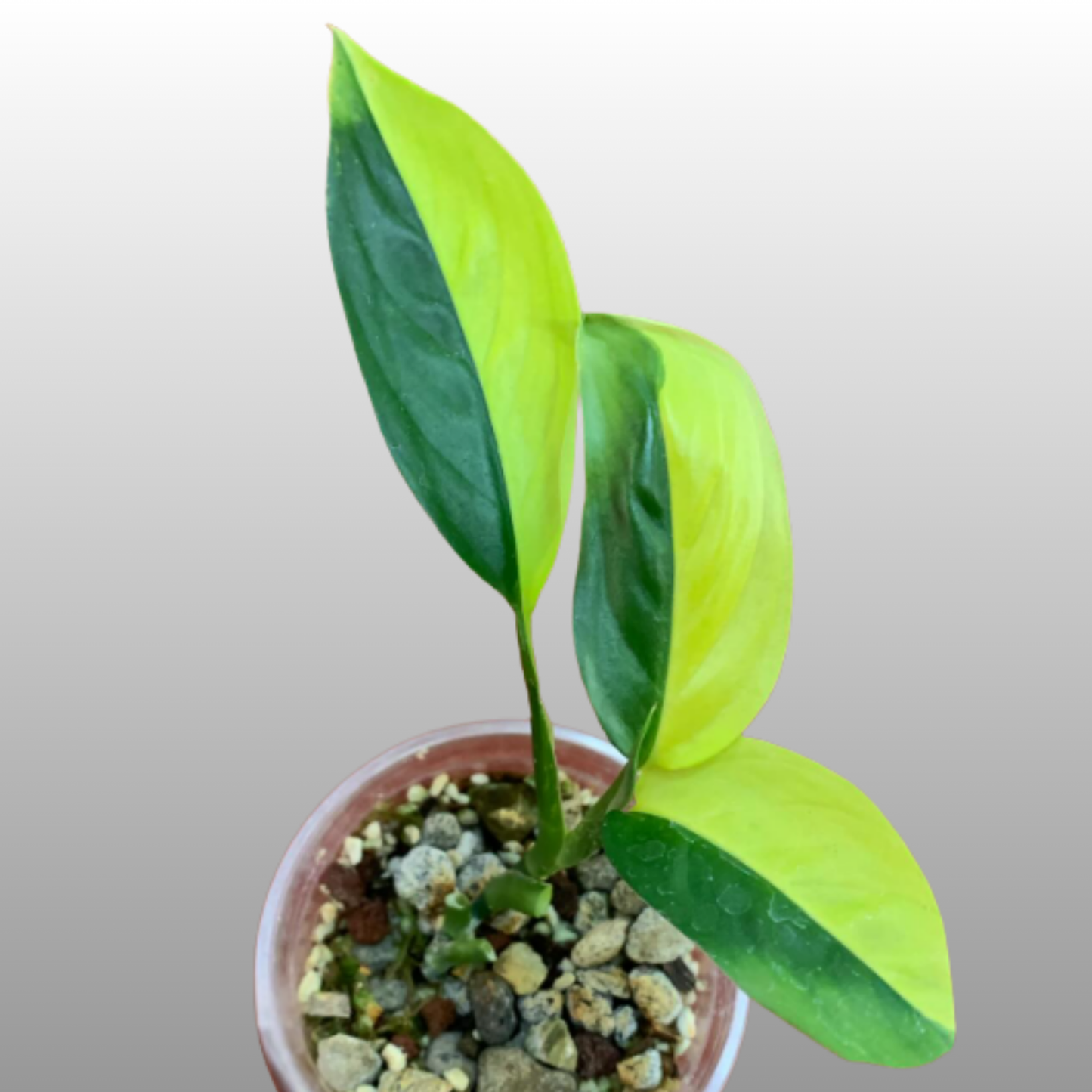 Scindapsus Perakensis Neon