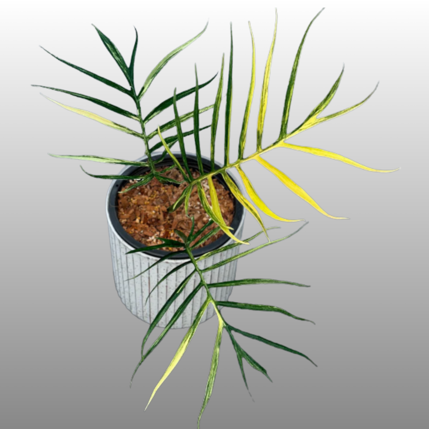 Philodendron Tortum Variegated