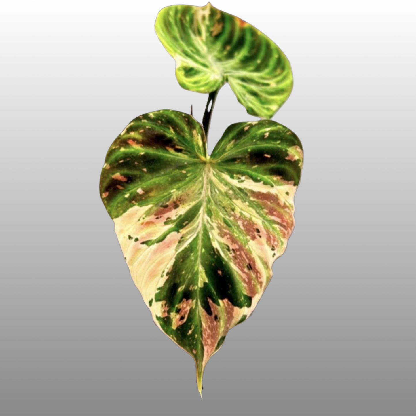 Philodendron Verrucosum Variegated - K