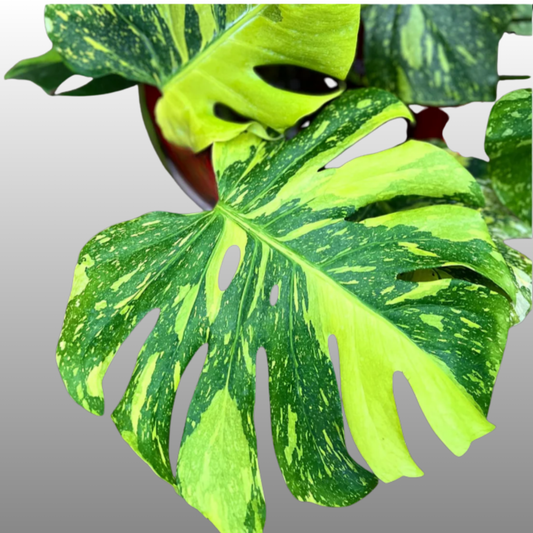Monstera Deliciosa Electrolyte