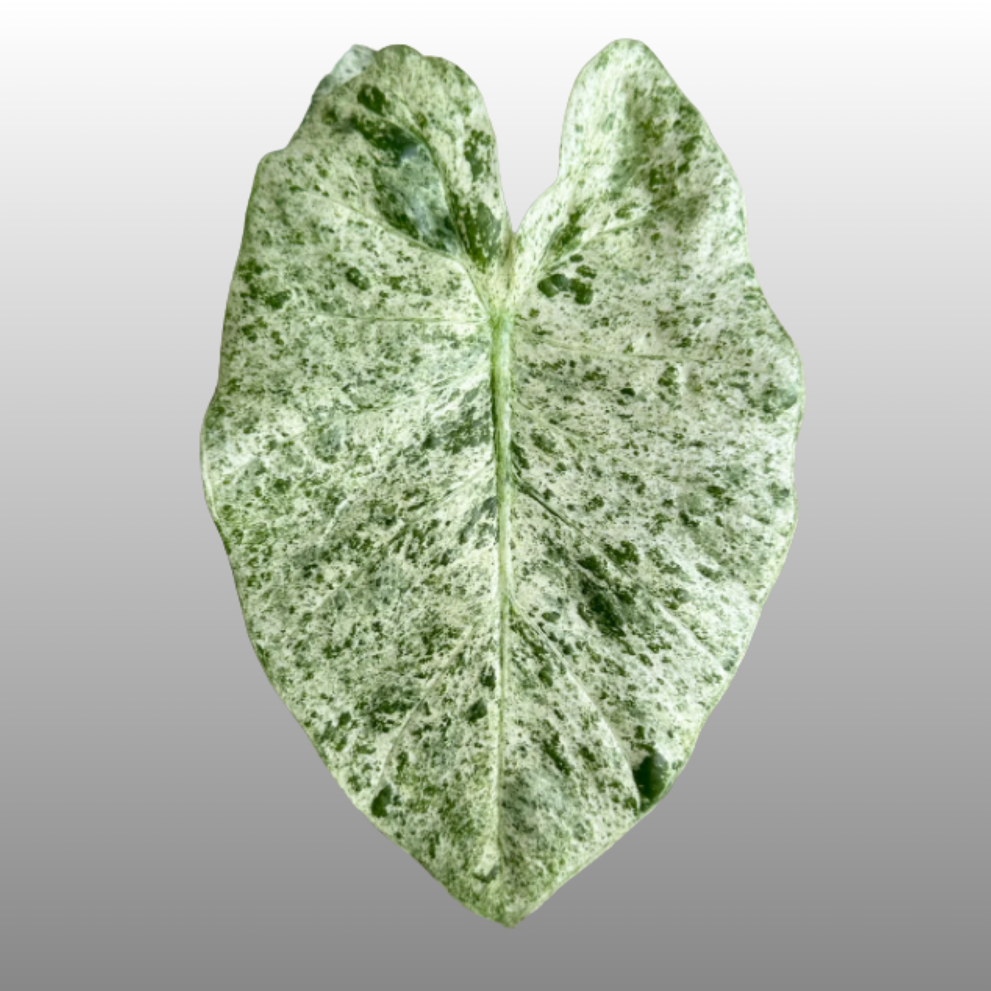 Alocasia Odora Batik