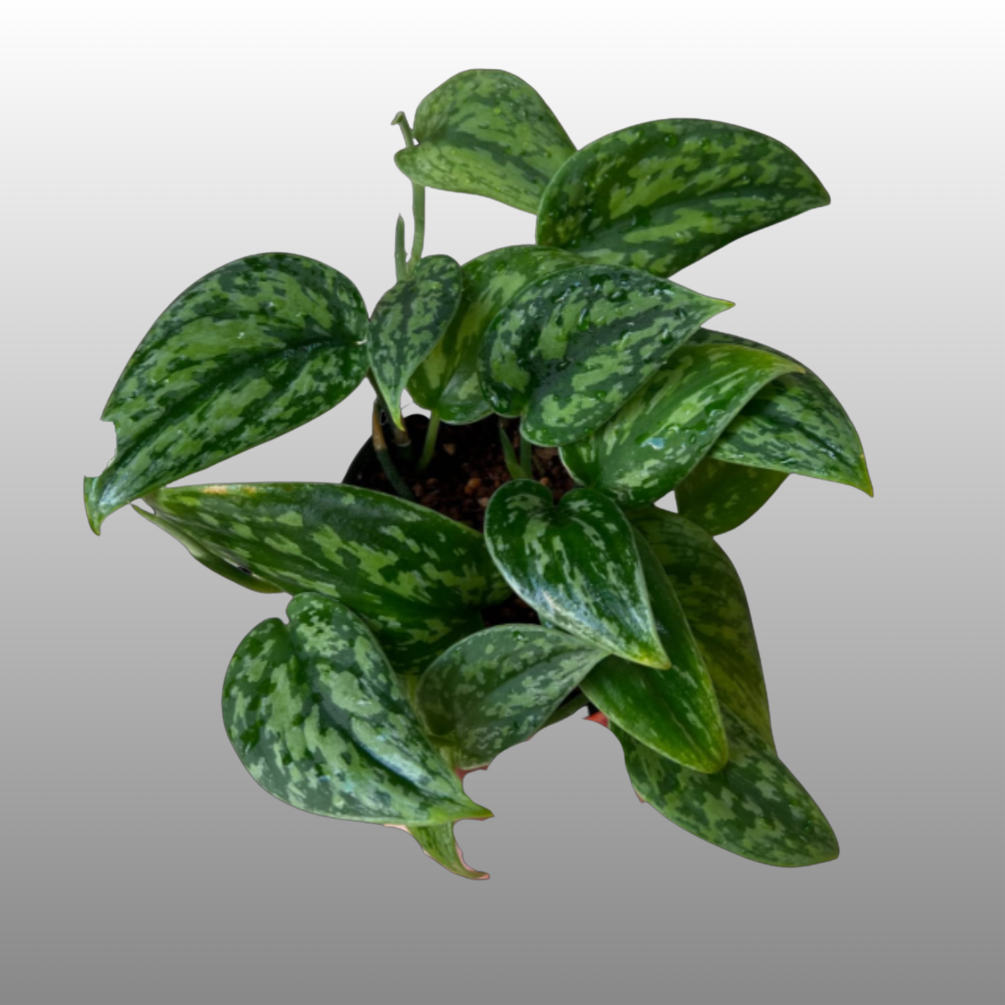 Scindapsus Green Army - Narrow Form