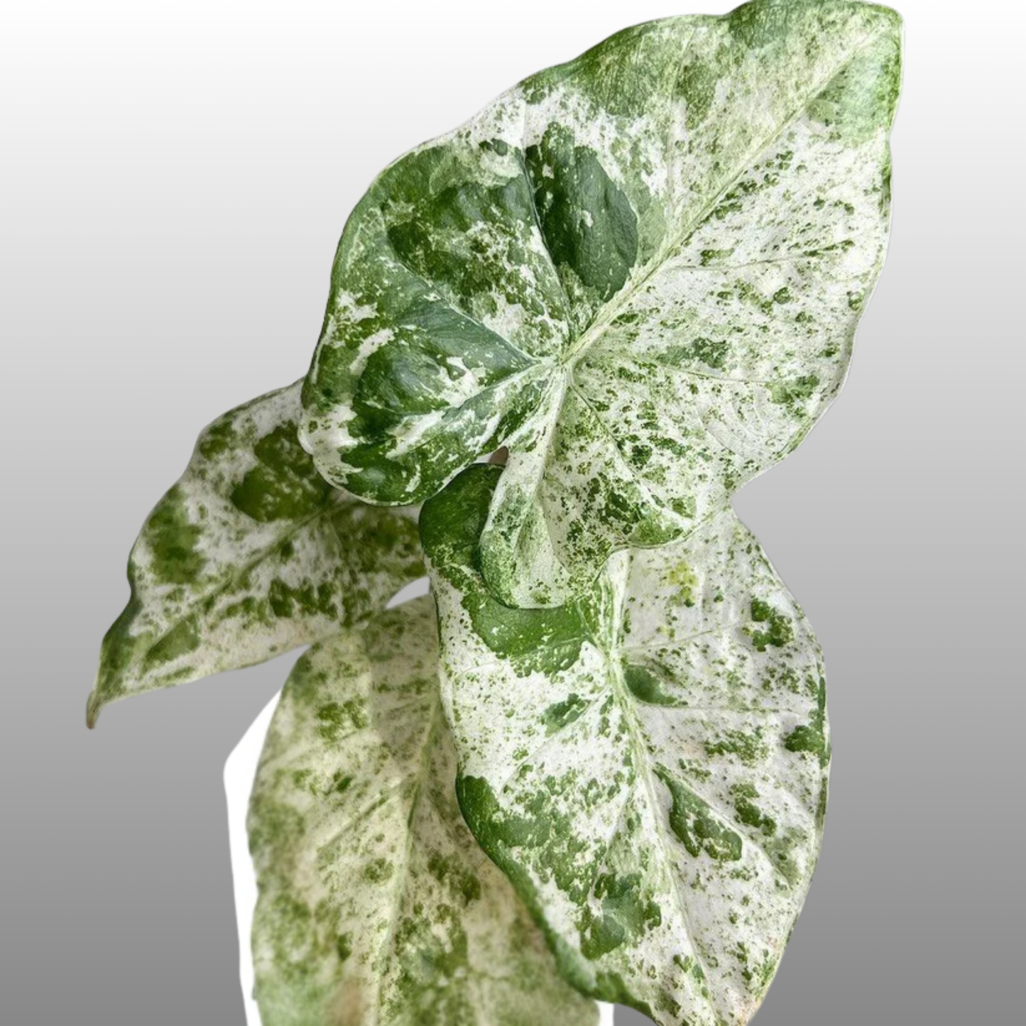 Alocasia Odora Batik