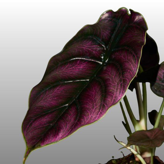 Alocasia Cuprea