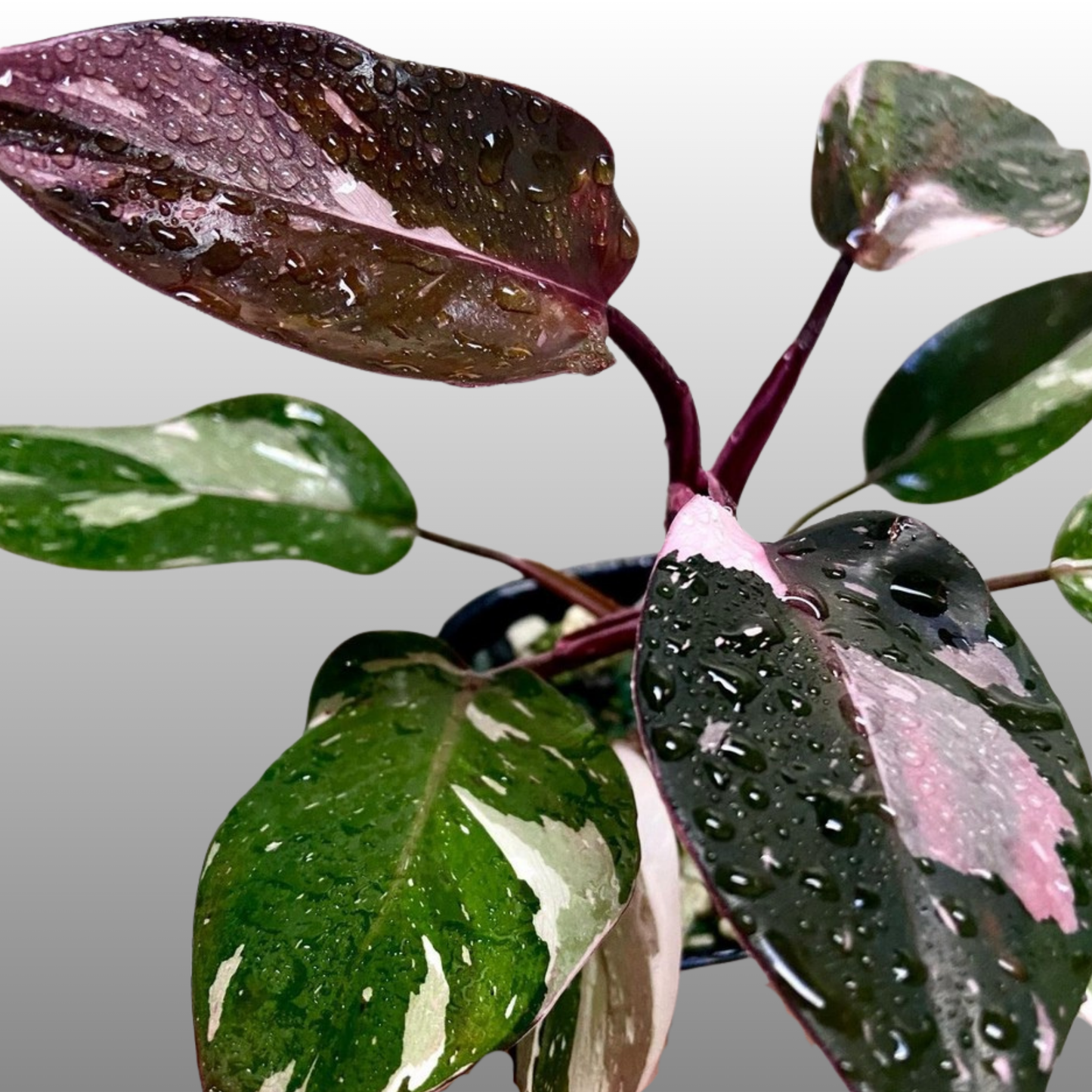 Philodendron Red Anderson Variegated