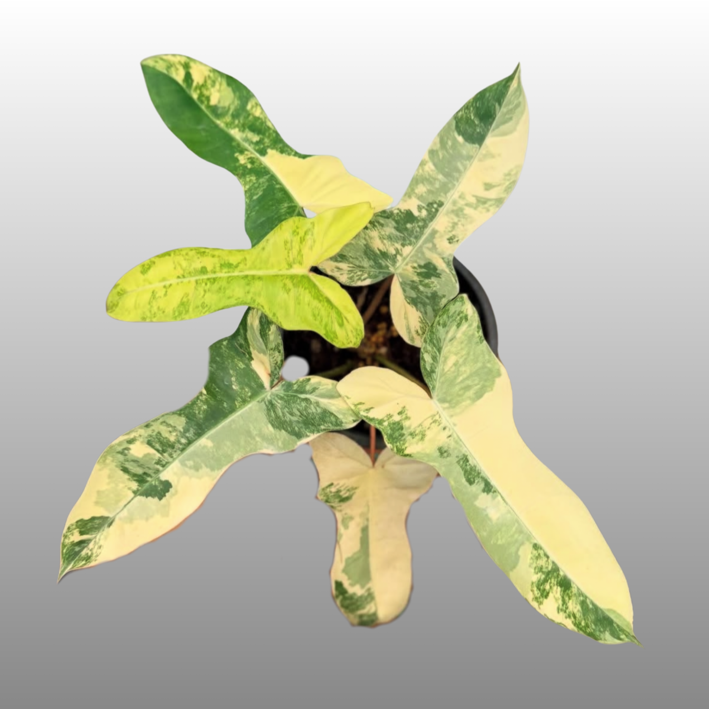 Philodendron Jennifer Variegated
