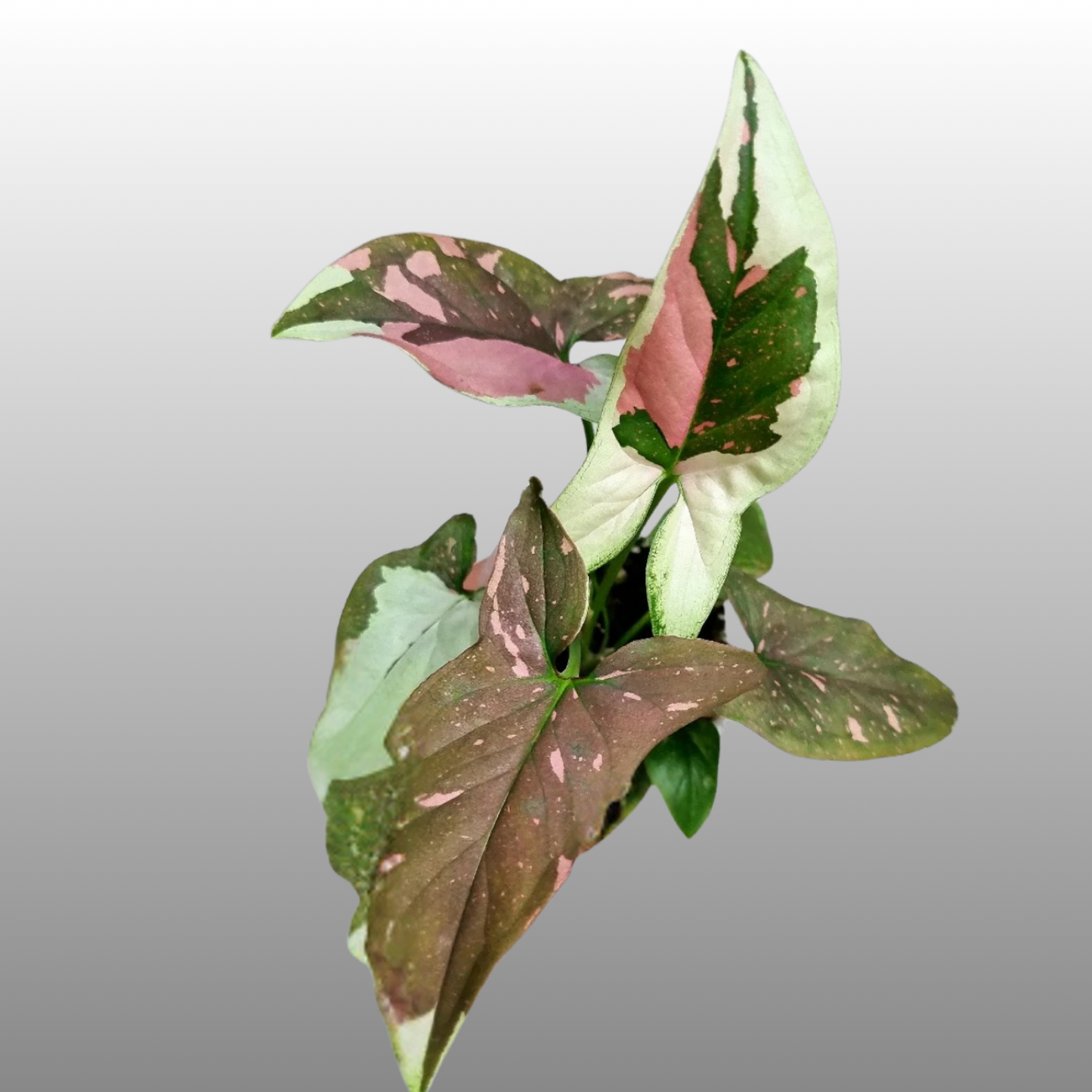 Syngonium Tri Colour
