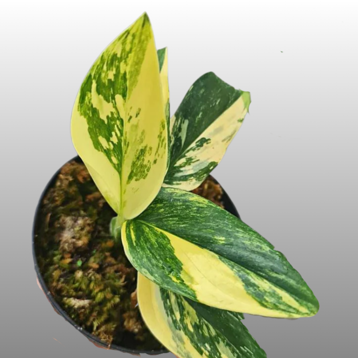 Monstera Standleyana Aurea