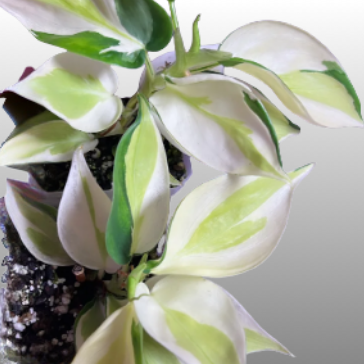 Philodendron Gabby
