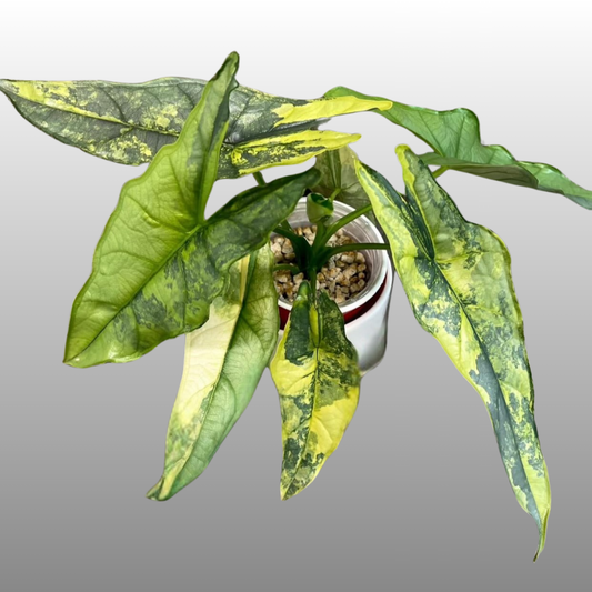 Alocasia Dragon’s Breathe Aurea