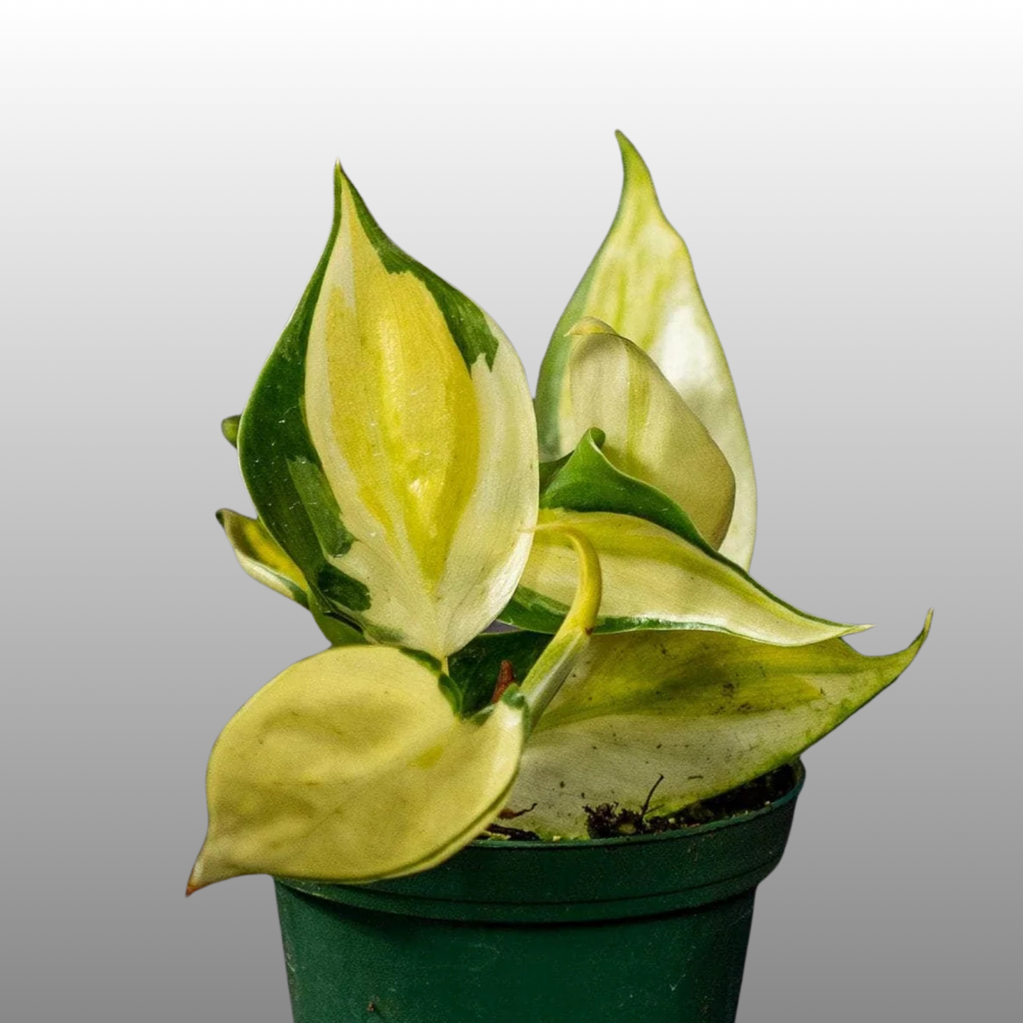 Philodendron Gabby