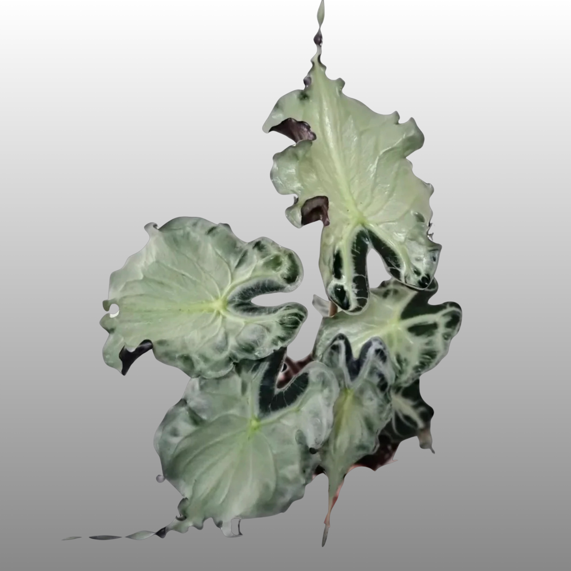 Alocasia Venom Large - TC – Nelson Plant Guy Alocasia Venom Large - TC – Nelson Plant Guy