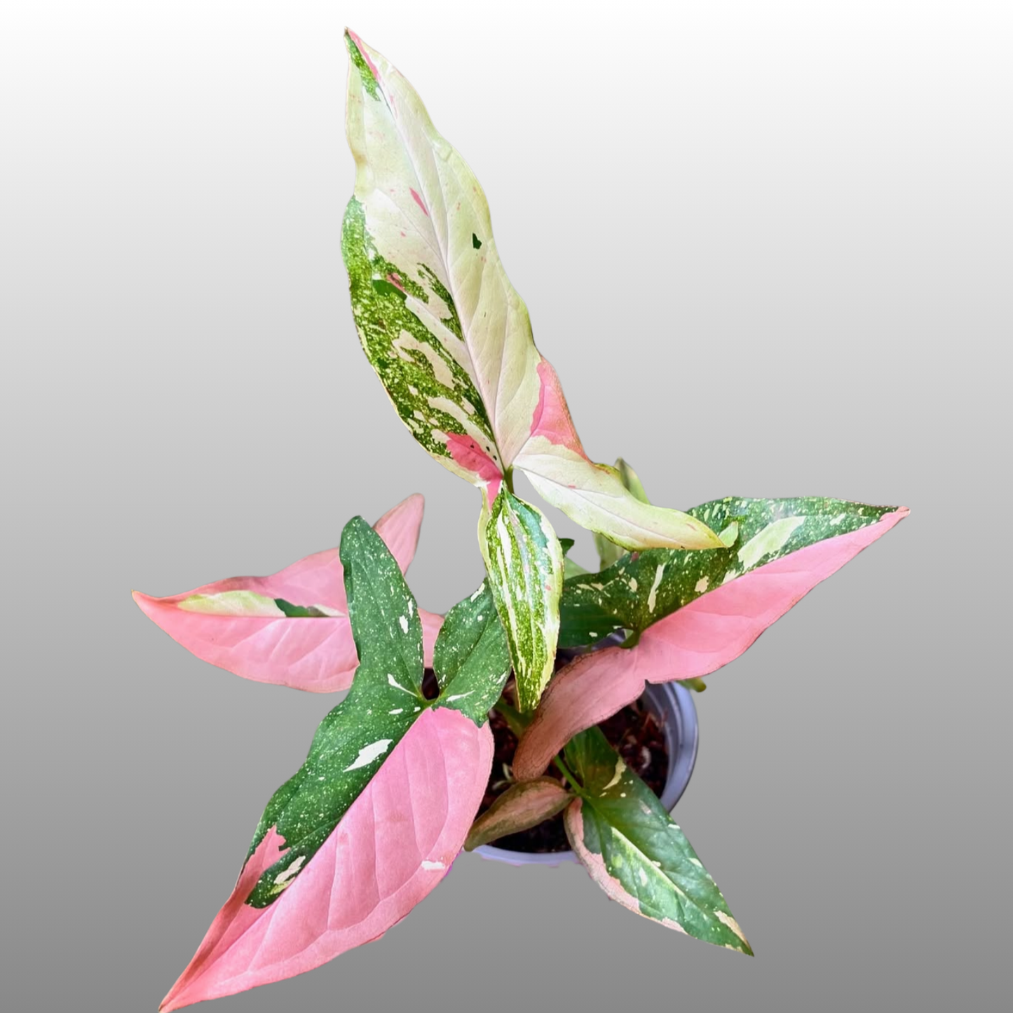 Syngonium Tri Colour