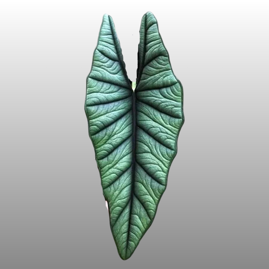 Alocasia Bisma