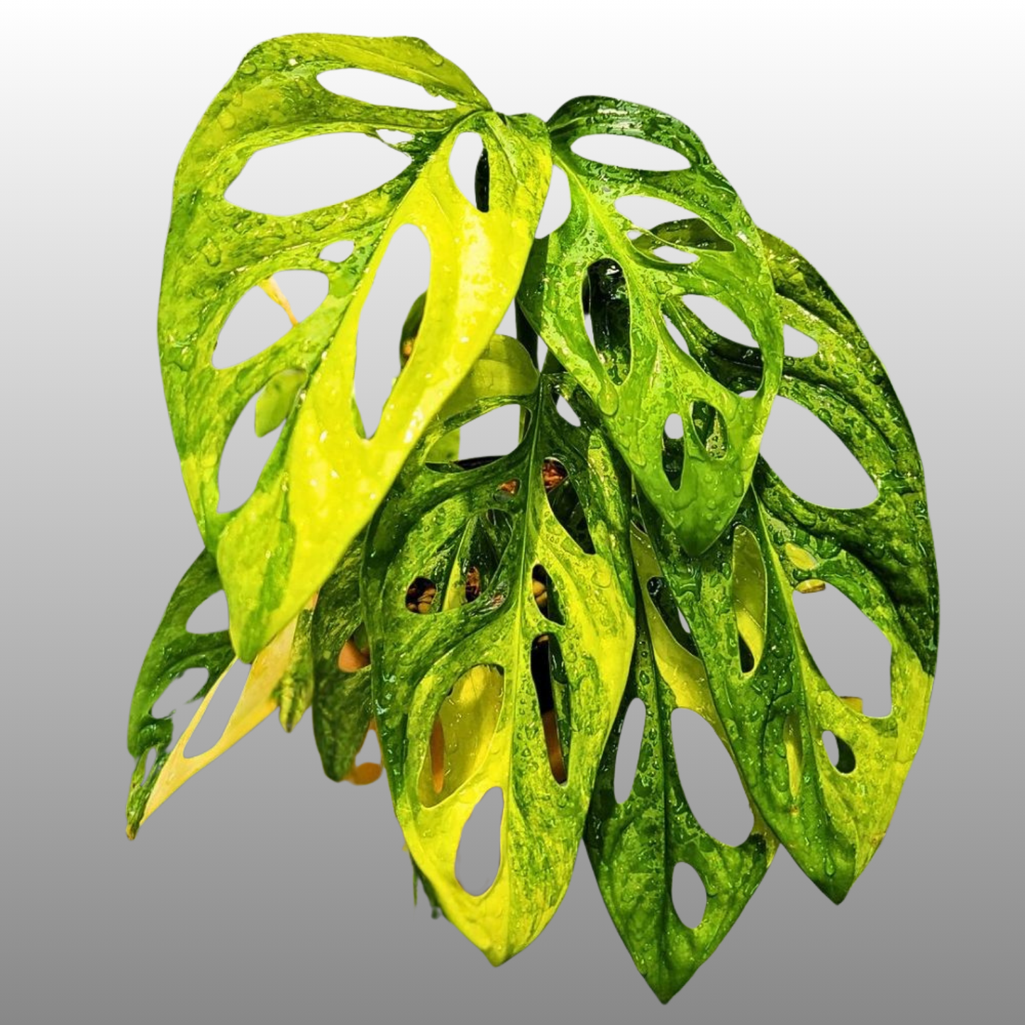 Monstera Adansonii Aurea