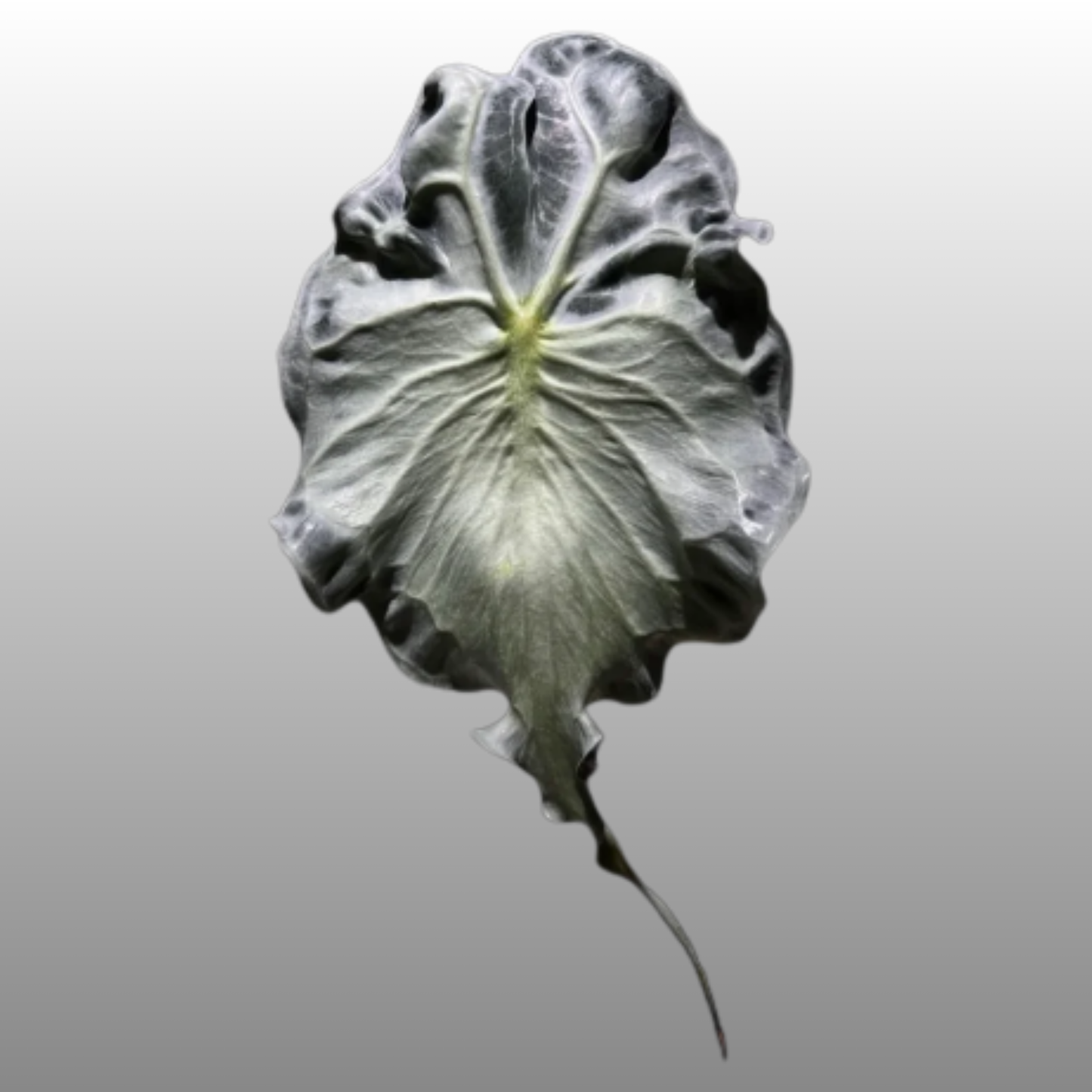 Alocasia Venom Large - TC