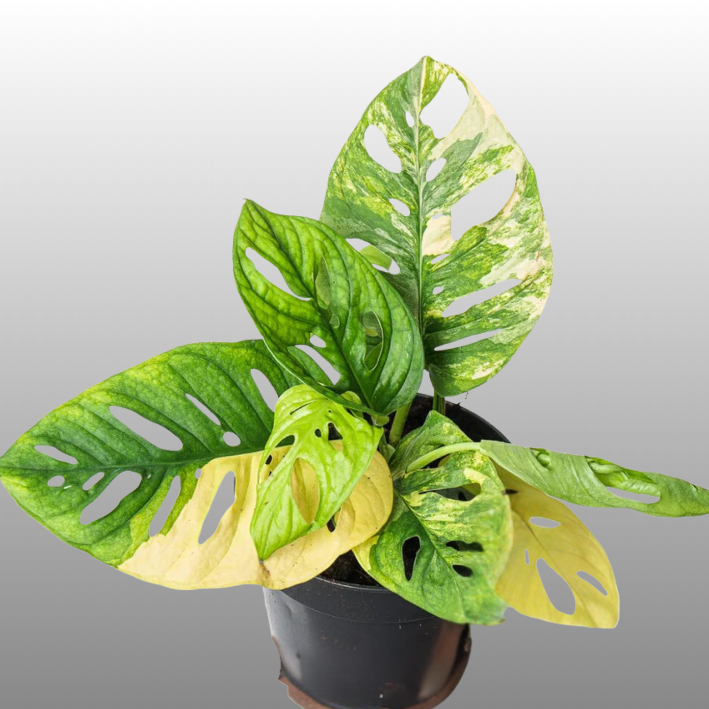 Monstera Adansonii Aurea
