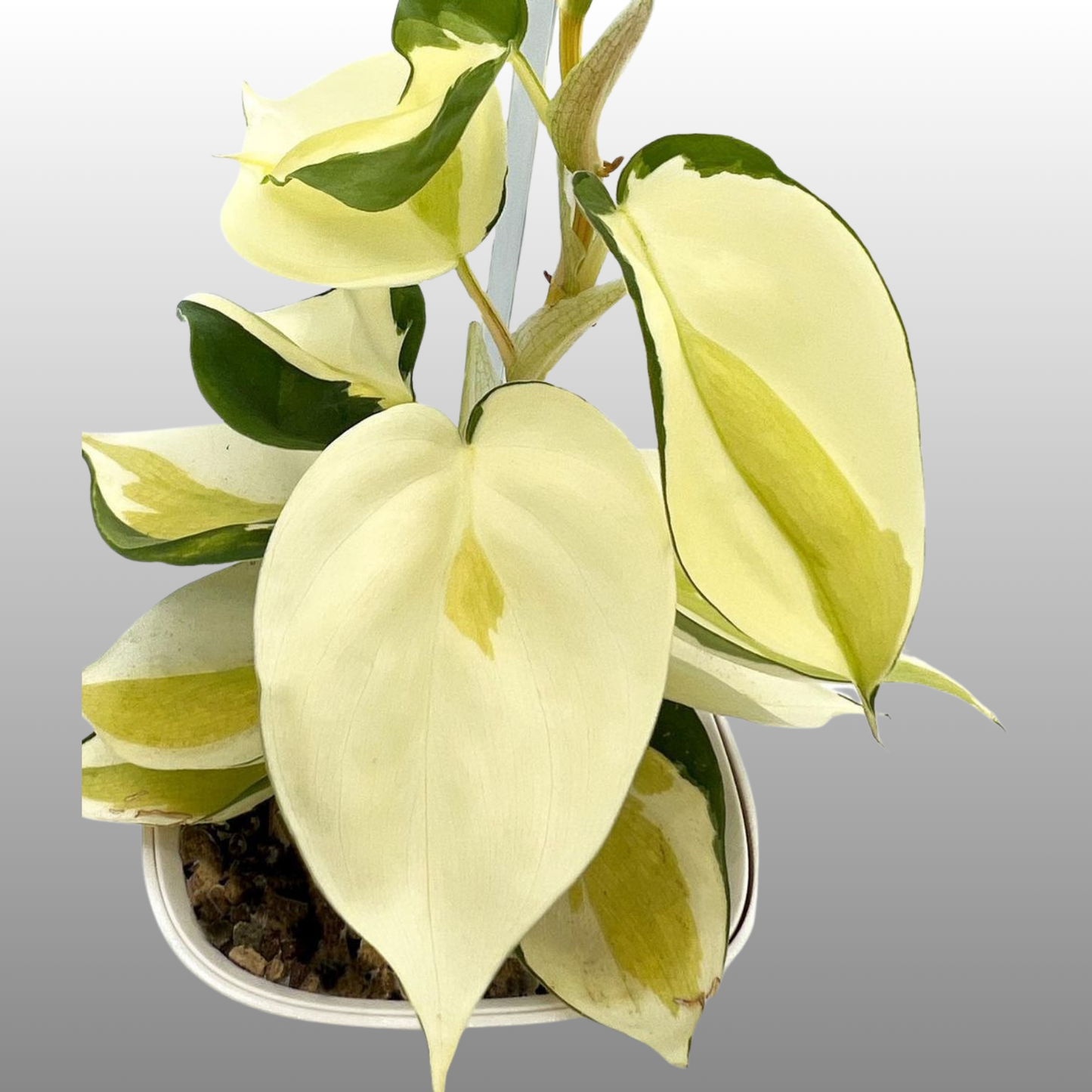 Philodendron Gabby