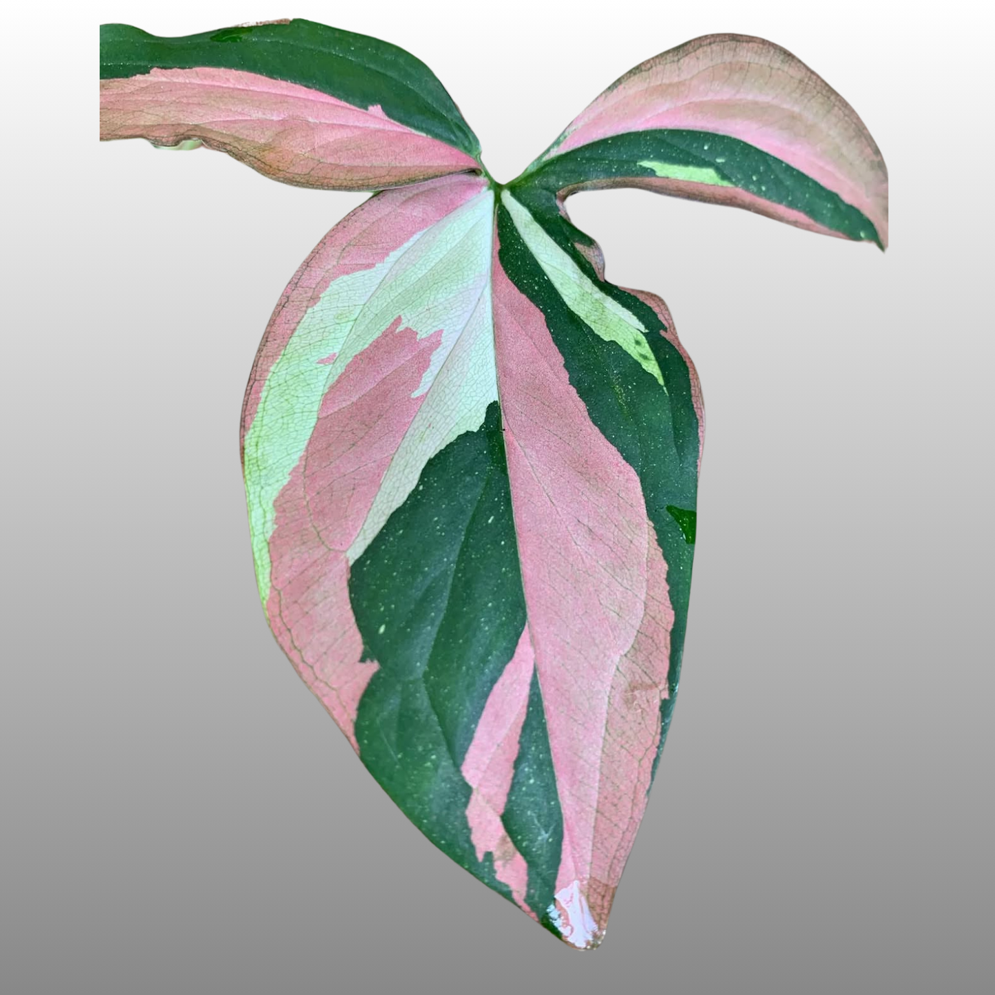 Syngonium Tri Colour