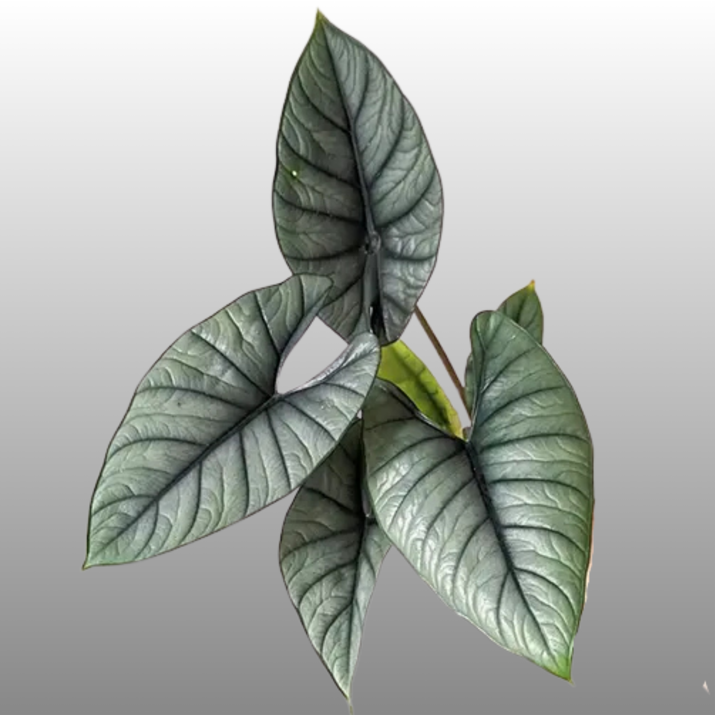 Alocasia Bisma