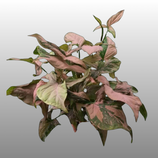 Syngonium Pink Splash