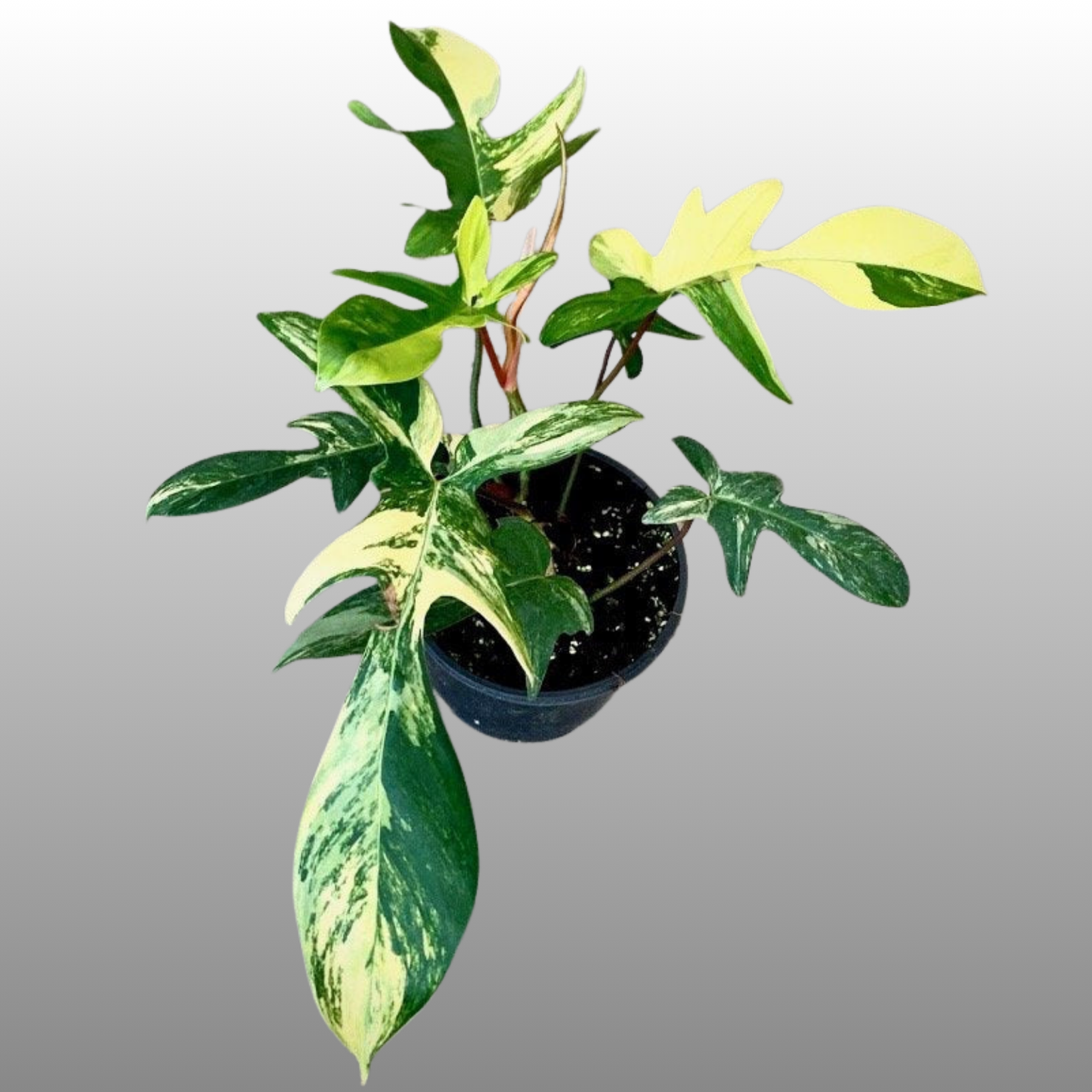 Philodendron Florida Beauty