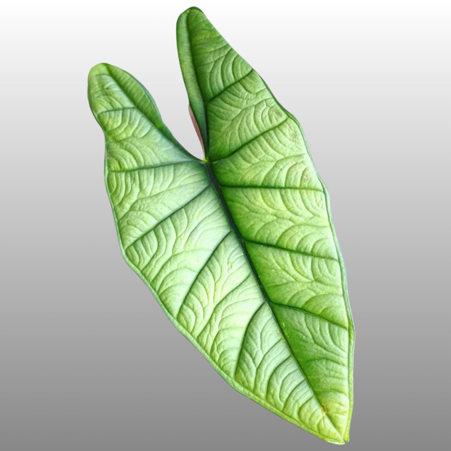 Alocasia Bisma